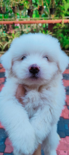 Lhasa Apso puppy